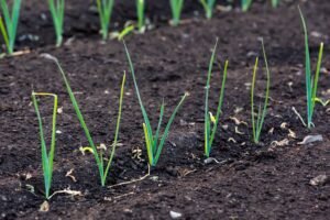 Photographie agricole et agroalimentaire au Québec