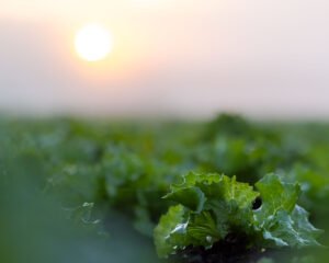 Photographie agricole et agroalimentaire au Québec