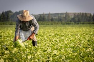 worker cutting fresh lettuce