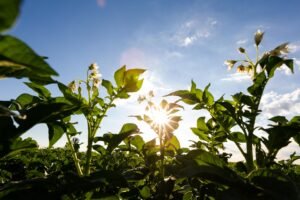 Photographie agricole et agroalimentaire au Québec