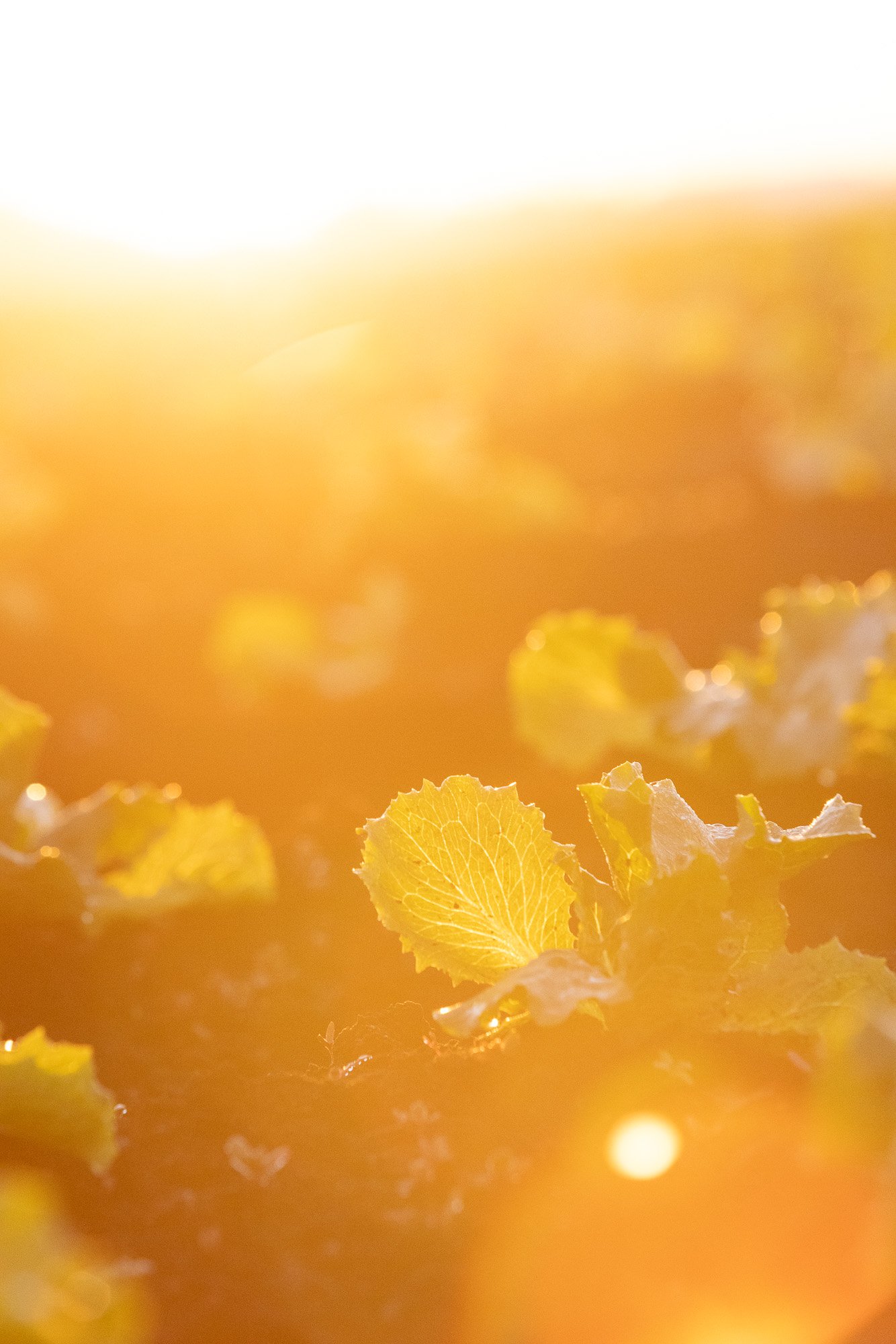 Photographie agricole Montérégie_16 photographie agroalimentaire au Québec