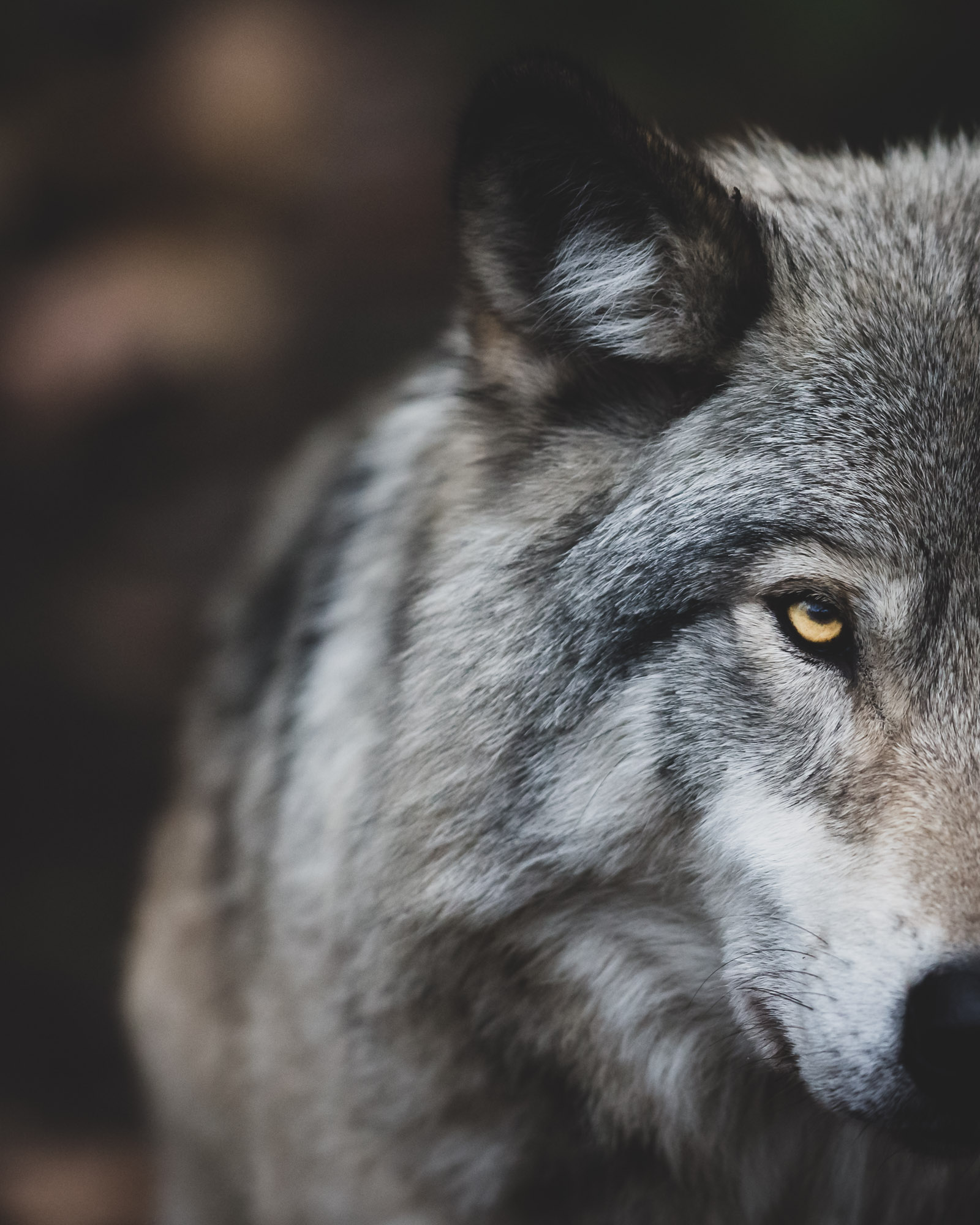 grey wolf close up